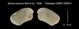To NMNH Extant Collection (Botula laysana Holotype USNM 335614)