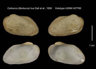 To NMNH Extant Collection (Calloarca (Barbarca) hua Holotype USNM 427760)