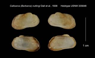 To NMNH Extant Collection (Calloarca (Barbarca) nuttingi Holotype USNM 335648)