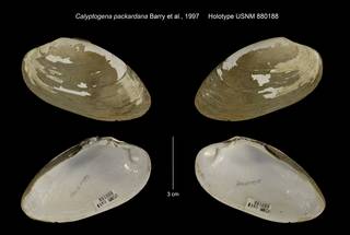 To NMNH Extant Collection (Calyptogena packardana Holotype USNM 880188)