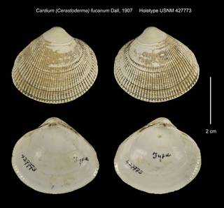 To NMNH Extant Collection (Cardium (Cerastoderma) fucanum Holotype USNM 427773)