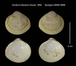 To NMNH Extant Collection (Cardium blandum Syntype USNM 3899)