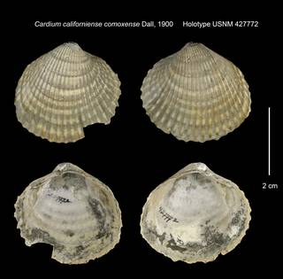 To NMNH Extant Collection (Cardium californiense comoxense Holotype USNM 427772)