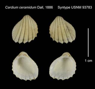 To NMNH Extant Collection (Cardium ceramidum Syntype USNM 93783)
