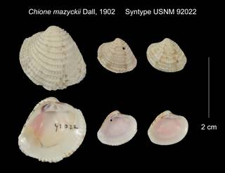 To NMNH Extant Collection (Chione mazyckii Syntype USNM 92022)