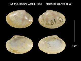 To NMNH Extant Collection (Chione roscida Holotype USNM 1896)