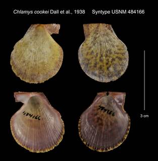To NMNH Extant Collection (Chlamys cookei Syntype USNM 484166)