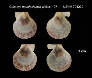 To NMNH Extant Collection (Chlamys marshallensis USNM 701200)