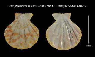 To NMNH Extant Collection (Comptopallium spiceri Holotype USNM 518010)