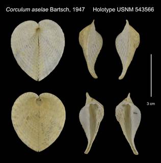 To NMNH Extant Collection (Corculum aselae Holotype USNM 543566)