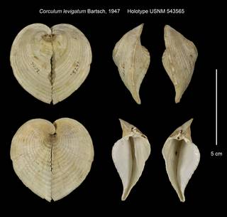 To NMNH Extant Collection (Corculum levigatum Holotype USNM 543565)