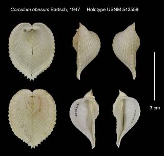 To NMNH Extant Collection (Corculum obesum Holotype USNM 543559)
