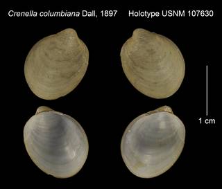 To NMNH Extant Collection (Crenella columbiana Holotype USNM 107630)