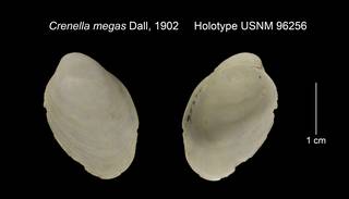 To NMNH Extant Collection (Crenella megas Holotype USNM 96256)