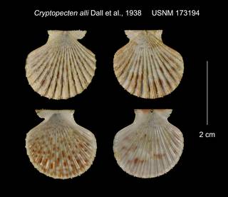 To NMNH Extant Collection (Cryptopecten alli USNM 173194)