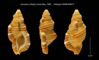 To NMNH Extant Collection (Cymatium (Septa) closeli Holotype USNM 849017)