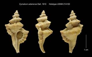 To NMNH Extant Collection (Cymatium adairense Holotype USNM 214103)