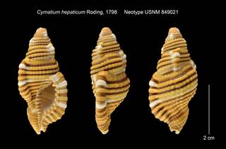 To NMNH Extant Collection (Cymatium hepaticum Neotype USNM 849021)