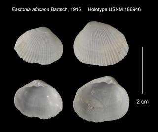 To NMNH Extant Collection (Eastonia africana Holotype USNM 186946)