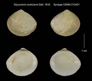 To NMNH Extant Collection (Glycymeris corteziana Syntype USNM 212431)