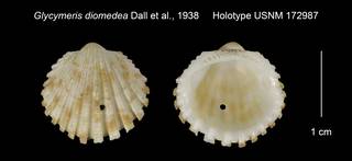 To NMNH Extant Collection (Glycymeris diomedea Holotype USNM 172987)