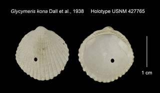 To NMNH Extant Collection (Glycymeris kona Holotype USNM 427765)