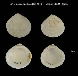 To NMNH Extant Collection (Glycymeris migueliana Holotype USNM 120775)