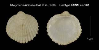 To NMNH Extant Collection (Glycymeris molokaia Holotype USNM 427761)