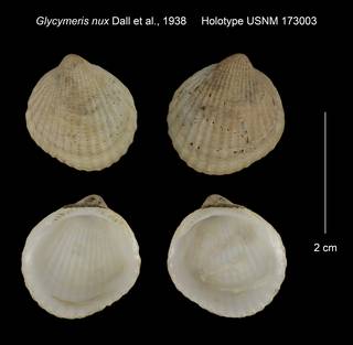 To NMNH Extant Collection (Glycymeris nux Holotype USNM 173003)