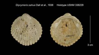 To NMNH Extant Collection (Glycymeris oahua Holotype USNM 338229)