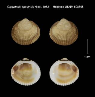 To NMNH Extant Collection (Glycymeris spectralis Holotype USNM 598668)