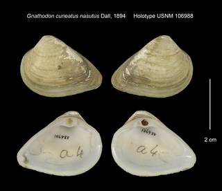 To NMNH Extant Collection (Gnathodon cuneatus nasutus Holotype USNM 106988)