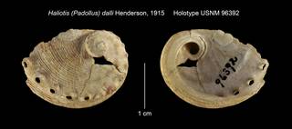 To NMNH Extant Collection (Haliotis (Padollus) dalli Holotype USNM 96392)