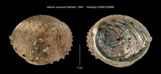To NMNH Extant Collection (Haliotis sorenseni Holotype USNM 535688)