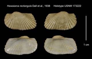 To NMNH Extant Collection (Hawaiarca rectangula Holotype USNM 173222)