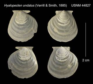 To NMNH Extant Collection (Hyalopecten undatus USNM 44827)