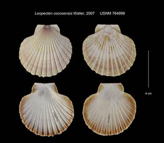 To NMNH Extant Collection (Leopecten cocosensis USNM 764999)