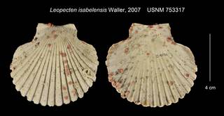 To NMNH Extant Collection (Leopecten isabelensis USNM 753317)