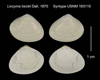 To NMNH Extant Collection (Liocyma beckii Syntype USNM 163110)