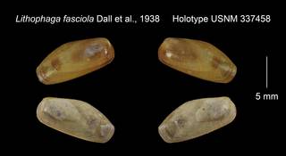 To NMNH Extant Collection (Lithophaga fasciola Holotype USNM 337458)