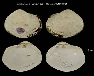 To NMNH Extant Collection (Lutraria capax Holotype USNM 3884)