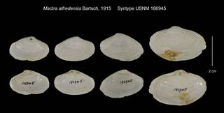 To NMNH Extant Collection (Mactra alfredensis Syntype USNM 186945)