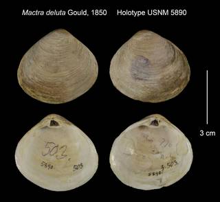To NMNH Extant Collection (Mactra deluta Holotype USNM 5890)