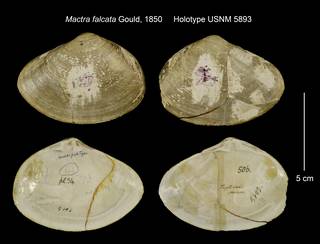 To NMNH Extant Collection (Mactra falcata Holotype USNM 5893)
