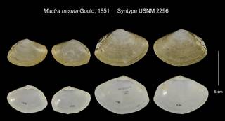 To NMNH Extant Collection (Mactra nasuta Syntype USNM 2296)