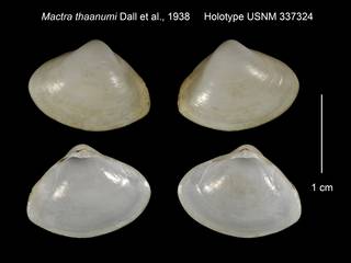 To NMNH Extant Collection (Mactra thaanumi Holotype USNM 337324)