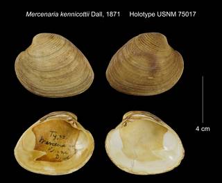 To NMNH Extant Collection (Mercenaria kennicottii Holotype USNM 75017)
