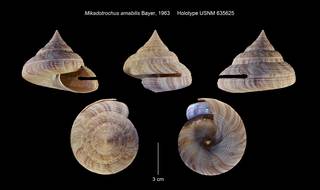 To NMNH Extant Collection (Mikadotrochus amabilis Holotype USNM 635625)