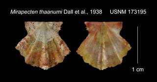 To NMNH Extant Collection (Mirapecten thaanumi USNM 173195)