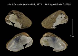 To NMNH Extant Collection (Modiolaria denticulata Holotype USNM 210651)